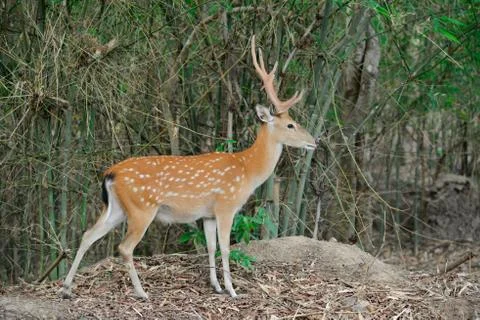Sika deer in forest Stock Photos