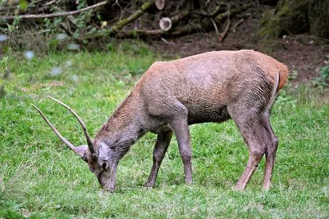 Sika deer in the forest Foto stock