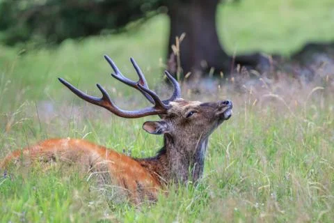 Sika deer in the grass. Parc de Merlet, France Stock Photos