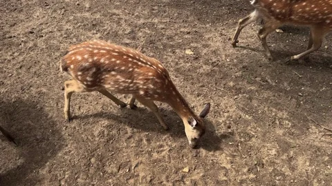 A sika deer grazes on dry ground at the zoo, a baby deer with white spots  Stock Footage 337360171