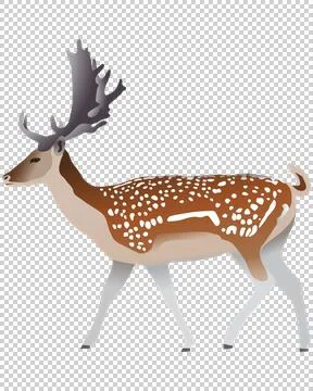 Sika deer Illustrazione stock