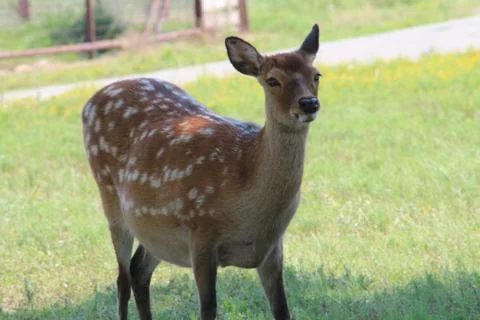 Sika deer looking at camera Foto stock