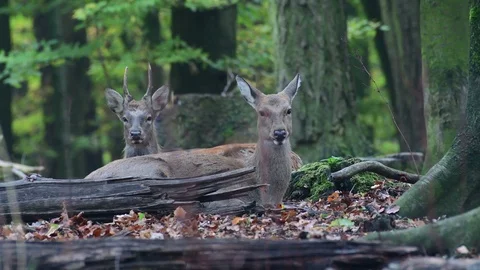 Sika deer pair lie in the forest, autumn Stock Footage 99278887