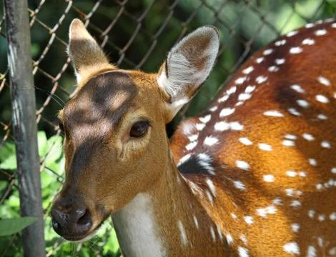 Sika deer Stock Photos