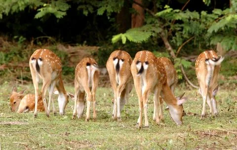 Sika deer Foto stock