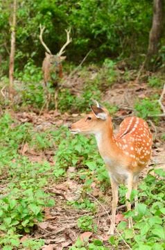 Sika deer Foto stock