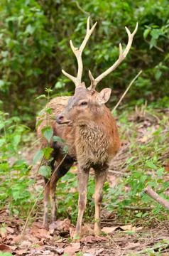 Sika deer 스톡 사진