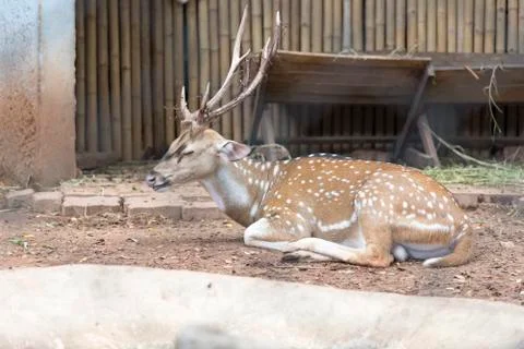 Sika deer Stock Photos