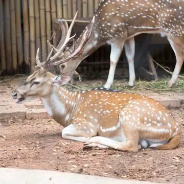 Sika deer Foto stock