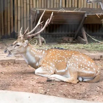 Sika deer Stock Photos