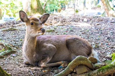 Sika deer Stock Photos