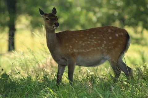 Sika deer Foto stock
