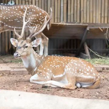 Sika deer Stock Photos