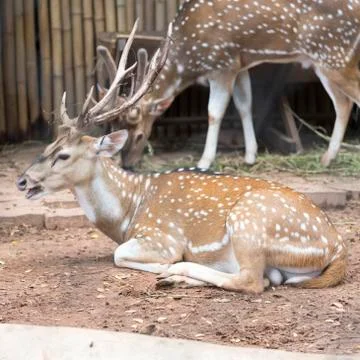 Sika deer 스톡 사진