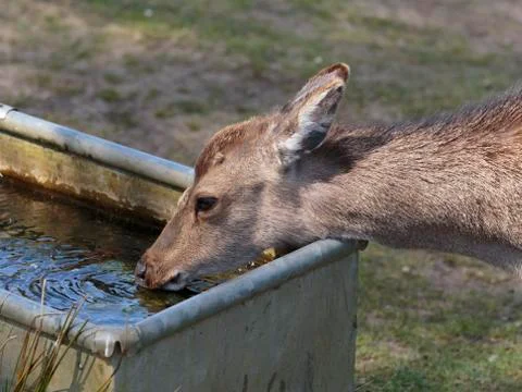 Sika deer Stock Photos