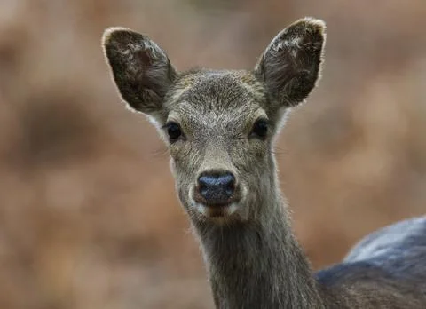 Sika Deer Stock Photos