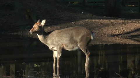 Sika deer at pond in forest closeup Stock Footage 33784968