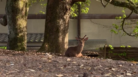 Sika deer resting near trees famous free-roaming deer in Nara Park, Japan Stock Footage 345472600