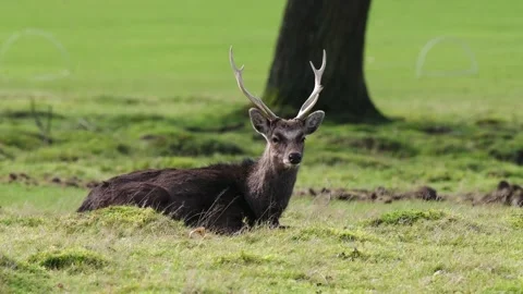Sika Deer Stag in Grass Stock Footage 171933096