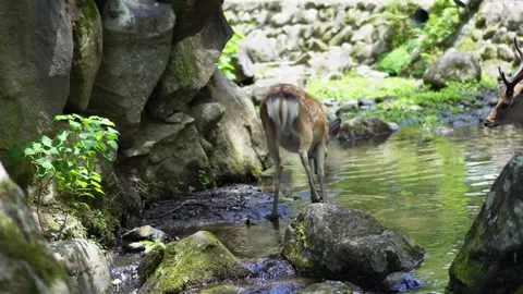 Sika deer standing in stream among rocks in Nara Park, Japan Stockbeeldmateriaal 314927020
