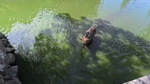 A Sika deer walking through a shallow artificial lake in Nara Park Japan Stock Footage 323424668