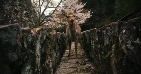 Sika Deer Walks Stone Path with Cherry Blossom Tree Japan Stock Footage 344701984
