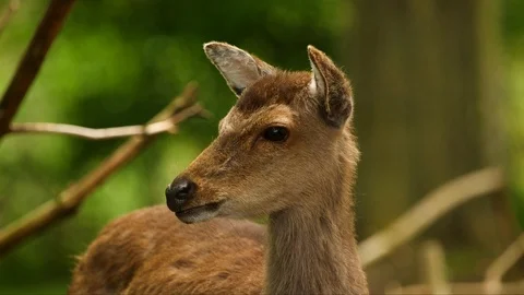 Sika Deer watching Stock-Footage 104149375
