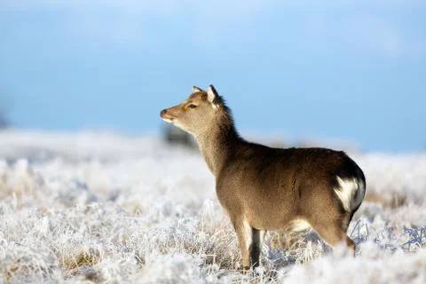 Sika deer in winter Stock Photos