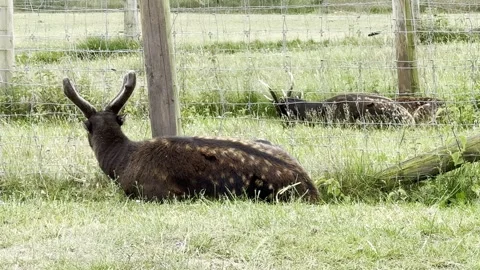 Sika Deers Stock Footage 311956662