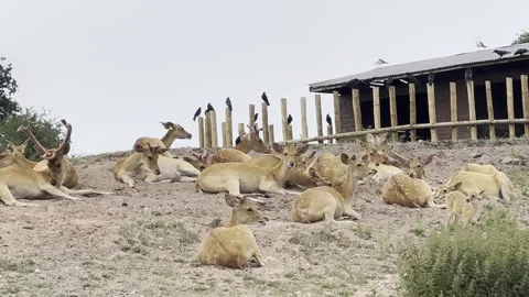 Sika Deers Stock Footage 311956685