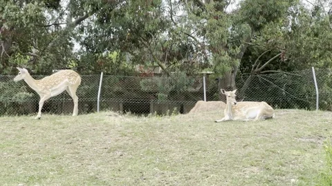 Sika Deers Stock Footage 311956688