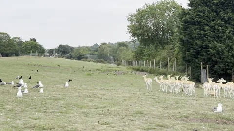 Sika Deers Stock Footage 311956695