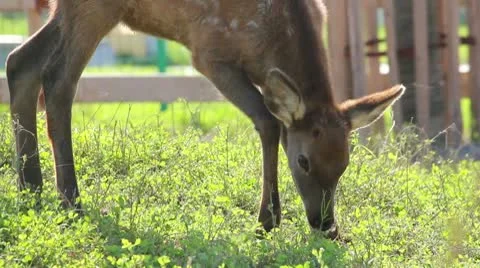Sika Stock Footage 10608093