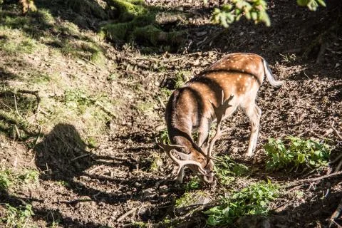 Sikahirsch Stock Photos