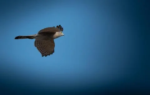 Sikra bird Stock Photos