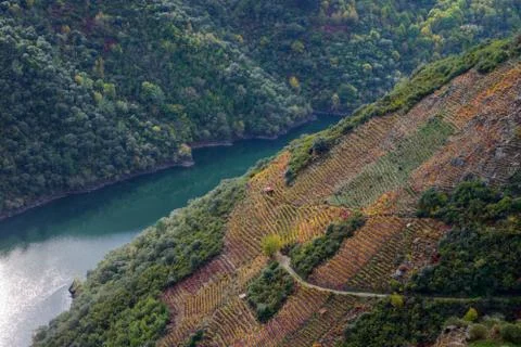 The Sil river between slopes covered with vineyards Stock Photos