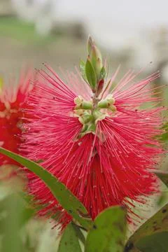 Sil tree flowers close up Foto stock
