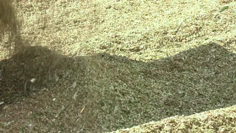 Silage from corn is crushed and ready for laying in a silo trench. Stock Footage 223818756