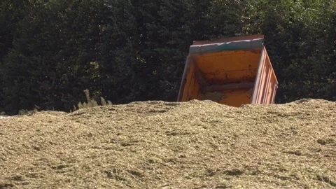 Silage from corn is crushed and ready for laying in a silo trench, a pit. Stock Footage 290065998