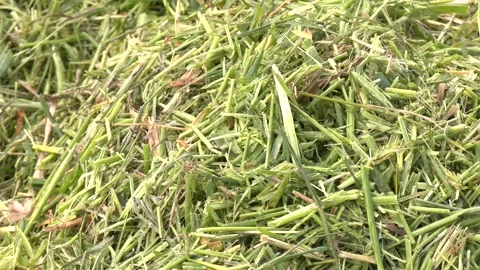 Silage from corn is crushed and ready for laying in a silo trench, a pit Stock Footage 323617547