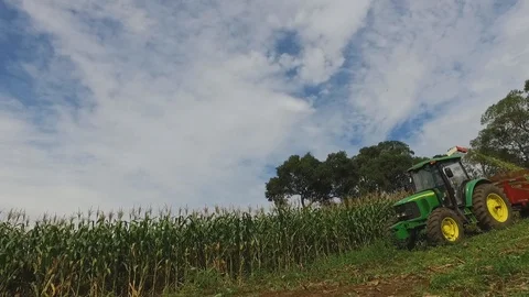 Silage with green corn 스톡 동영상 92695008