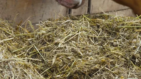 Silage hay for feeding process of brown cows on dairy farm Stock Footage 219518100