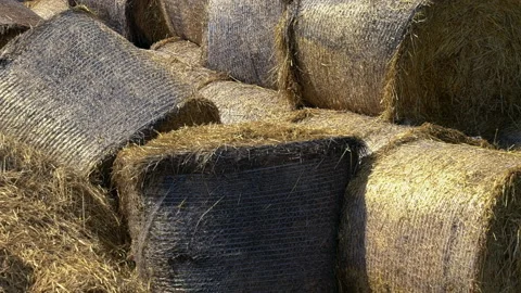 Silage, hay stack, heap in field, agriculture work, modern farm in countryside Stock Footage 134809316