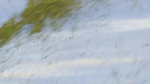 Silage making process and cutting in plant high speed Stock Footage 209814420