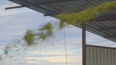 Silage making process and cutting in plant Stock Footage 209814542