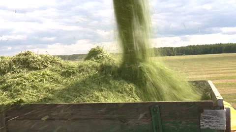 Silage process for stocking feed animals. Video stock 323617548