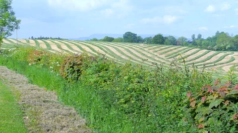 Silage Rows in Field County Fermanagh Northern Ireland Stock Footage 98904253