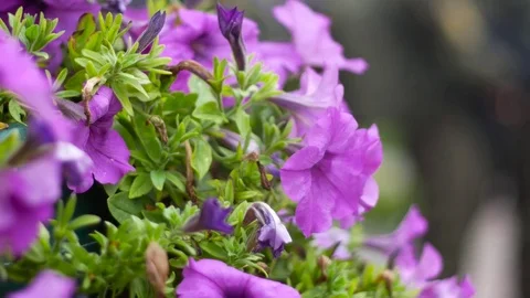 Sildiers with submachine guns at rest Stock Footage 79341148