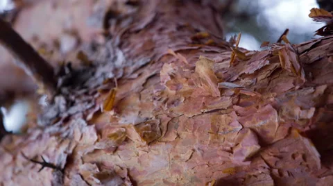 Silence Of The Autumn Forest Stock Footage 32544937