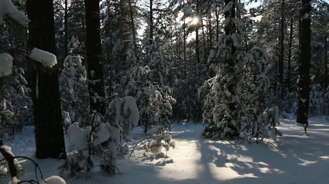 Silence, calmness in the forest, with trees snow falls. Stock Footage 60362808
